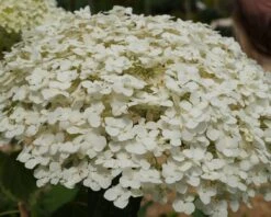 Garten-Hortensie `Incrediball®´ Hydrangea Arborescens -Frucht Wald Geschaft Strong anabelle1