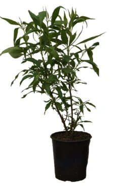 Sommerglocke / Baumoleander `Summer Bells´ Chitalpa Tashkentensis `Summer Bells´ -Frucht Wald Geschaft Summer bells