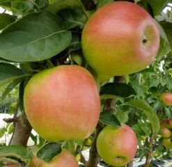 Säulenapfel `Suncats´ Malus Domestica -Frucht Wald Geschaft Suncats bearb 600x600