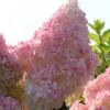 Kompakte Rispenhortensie `Sundae Fraise´ Hydrangea Paniculata `Sundae Fraise´ -Frucht Wald Geschaft Sundae Fraise13oEjyJ3xi4YNJ