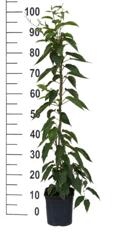 Bayernkiwi 3er-Set Mit Großfrüchtigen Sorten Actinidia Arguta -Frucht Wald Geschaft Super Jumbo weissFvoRaFC425vl0