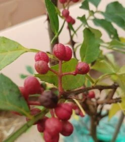 Szechuan Pfeffer Zanthoxylum Simulans -Frucht Wald Geschaft Szechuan Pfeffer