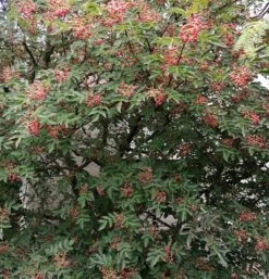 Szechuan Pfeffer Zanthoxylum Simulans