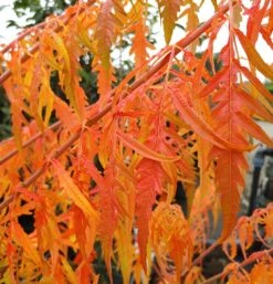 Essigbaum `Tiger Eyes´ Rhus Typhina `Tiger Eyes´ -Frucht Wald Geschaft Tiger Eyes Rhus