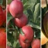 Halbstamm Drei-Sorten Apfelbaum (Gala, Elstar, Jonagold, Cox Orange) Malus Domestica -Frucht Wald Geschaft Trio Apfel Gala Elstar und Cox