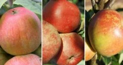 Drei-Sorten Apfelbaum (Alkmene, Melrose, Cox Orange, James Grieve) Malus Domestica