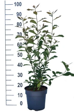 Schwarzer Tupelobaum Nyssa Sylvatica -Frucht Wald Geschaft Tupelobaum weiss