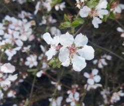 Nankingkirsche `Orient´ Prunus Tomentosa Orient -Frucht Wald Geschaft Unbenannt