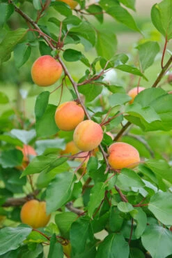 Ungarische Beste Prunus Armeniaca `Ungarische Beste´ -Frucht Wald Geschaft Ungarische