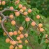 Ungarische Beste Prunus Armeniaca `Ungarische Beste´ -Frucht Wald Geschaft Ungarische Beste