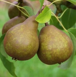 Uta Pyrus Communis `Uta´ -Frucht Wald Geschaft Uta