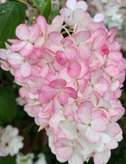 Rispenhortensie `Vanille-Fraise´ Hydrangea Paniculata `Vanille Fraise´ -Frucht Wald Geschaft Vanille Fraise 2017