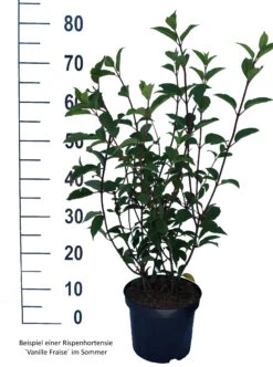 Rispenhortensie `Vanille-Fraise´ Hydrangea Paniculata `Vanille Fraise´ -Frucht Wald Geschaft Vanille Fraise weiss