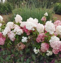 Rispenhortensie `Vanille-Fraise´ Hydrangea Paniculata `Vanille Fraise´ -Frucht Wald Geschaft Vanille Fraise22