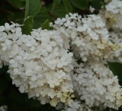 Rispenhortensie `Vanille-Fraise´ Hydrangea Paniculata `Vanille Fraise´ -Frucht Wald Geschaft Vanille fraise Juli
