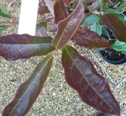 Amerikanischer Schneeball `Brandywine´ Viburnum Nudum `Brandywine´ 14 Amerikanischer Schneeball `Brandywine´ Viburnum Nudum `Brandywine´ -Frucht Wald Geschaft Viburnum Brandywine Herbstf rbung