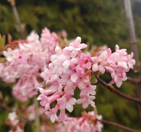 Duftender Winterschneeball `Dawn´ Viburnum Bodnantense `Dawn´ 4 Duftender Winterschneeball `Dawn´ Viburnum Bodnantense `Dawn´ – Bild 2
