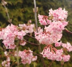 Duftender Winterschneeball `Dawn´ Viburnum Bodnantense `Dawn´ 10 Duftender Winterschneeball `Dawn´ Viburnum Bodnantense `Dawn´ -Frucht Wald Geschaft Viburnum Dawn2