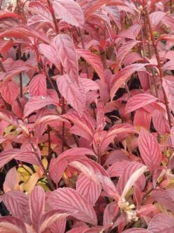 Duftender Winterschneeball `Dawn´ Viburnum Bodnantense `Dawn´ 11 Duftender Winterschneeball `Dawn´ Viburnum Bodnantense `Dawn´ -Frucht Wald Geschaft Viburnum bodnantense dawn herbstf rbung