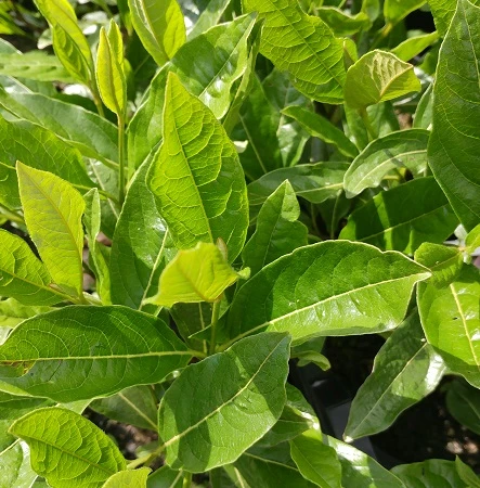 Amerikanischer Schneeball `Brandywine´ Viburnum Nudum `Brandywine´ 7 Amerikanischer Schneeball `Brandywine´ Viburnum Nudum `Brandywine´ – Bild 5