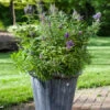 Zwerg-Mönchspfeffer `Blue Puffball´ ® Vitex Agnus-castus 2 Zwerg-Mönchspfeffer `Blue Puffball´ ® Vitex Agnus-castus -Frucht Wald Geschaft Vitex BluePuffball 6