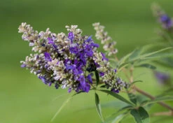 Zwerg-Mönchspfeffer `Blue Puffball´ ® Vitex Agnus-castus -Frucht Wald Geschaft Vitex BluePuffball 7