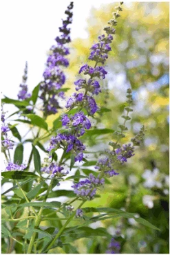 Mönchspfeffer Vitex Agnus Castus 13 Mönchspfeffer Vitex Agnus Castus -Frucht Wald Geschaft Vitex M nchspfeffer