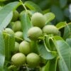 Walnuss `Fernette´ Juglans Regia 2 Walnuss `Fernette´ Juglans Regia -Frucht Wald Geschaft Waln sse am Baum