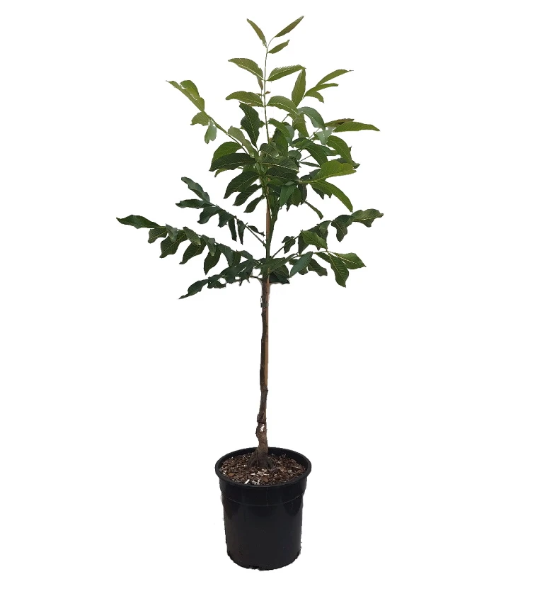 Walnuss - Wunder Von Monrepos Juglans Regia `Wunder Von Monrepos´ 3 Walnuss - Wunder Von Monrepos Juglans Regia `Wunder Von Monrepos´