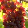 Suffolk Red, Pilzfeste Weinrebe Vitis `Suffolk Red´ -Frucht Wald Geschaft Wein Rose