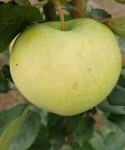 Weißer Klarapfel Malus Domestica -Frucht Wald Geschaft Weisser Klarapfel 1