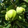 Weißer Klarapfel Malus Domestica 2 Weißer Klarapfel Malus Domestica -Frucht Wald Geschaft Weisser Klarapfel7v9jZZWzDc846