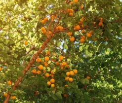 Neue Produkte 21 Wildaprikose Prunus Armeniaca