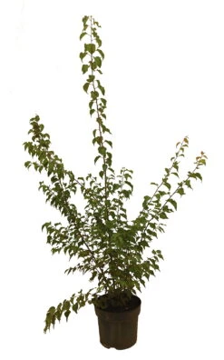 Wildaprikose Prunus Armeniaca -Frucht Wald Geschaft Wilde MarilleJ1BclAq2XwZEv