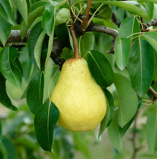 Williams Christbirne Pyrus Communis `Williams Christbirne´ 3 Williams Christbirne Pyrus Communis `Williams Christbirne´