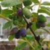 Sibirische Blaubeere / Honigbeere `Wojtek´ Lonicera Kamtschatica `Wojtek´ -Frucht Wald Geschaft Wojtek sibirische blaubeere