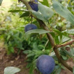 Zibarte Voraussichtlich Ab Juni/Juli Wieder Verfügbar -Frucht Wald Geschaft Zibarte 2