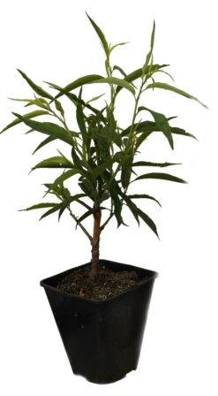 Zierpfirsich `Taoflora ® White´ (mit Essbaren Früchten) Prunus Persica `Taoflora ® White´ -Frucht Wald Geschaft Zierpfirisch Taoflora white