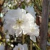 Zierpfirsich `Taoflora ® White´ (mit Essbaren Früchten) Prunus Persica `Taoflora ® White´ -Frucht Wald Geschaft Zierpfirsich weiss