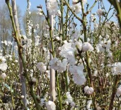 Zierpfirsich `Taoflora ® White´ (mit Essbaren Früchten) Prunus Persica `Taoflora ® White´ -Frucht Wald Geschaft Zierpfirsich weiss4