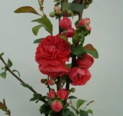Zierquitte `Pink Storm´ Chaenomeles Japonica `Pink Storm´ -Frucht Wald Geschaft Zierquitte Pink Storm2