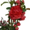 Zierquitte `Pink Storm´ Chaenomeles Japonica `Pink Storm´ 2 Zierquitte `Pink Storm´ Chaenomeles Japonica `Pink Storm´ -Frucht Wald Geschaft Zierquitte Pink1