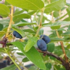 Sibirische Blaubeere / Honigbeere `Zojka Lonicera Kamtschatica `Zojka´ -Frucht Wald Geschaft Zojka sibirische Blaubeere
