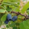 Sibirische Blaubeere / Honigbeere `Zojka Lonicera Kamtschatica `Zojka´ -Frucht Wald Geschaft Zojka sibirische Blaubeere1