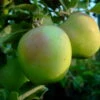 Zuccalmaglios Renette Malus Domestica -Frucht Wald Geschaft Zuccalmaglio375