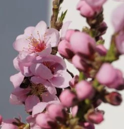 Zwergnektarine `Rubis® Necta ZeeⓈ´ Prunus Nucipersica -Frucht Wald Geschaft Zwerg nektarine bl te