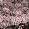 Zwergblutpflaume Prunus Cistena -Frucht Wald Geschaft Zwergblutpflaume Bl te