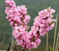 Zwergnektarine `Nectarella´ Prunus Nucipersica -Frucht Wald Geschaft Zwergnektarine Bl te