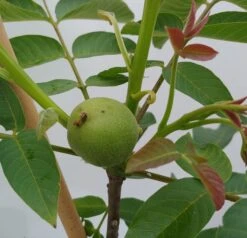 Zwerg-Walnuss Juglans Regia Var. Fertilis -Frucht Wald Geschaft Zwergwalnuss1