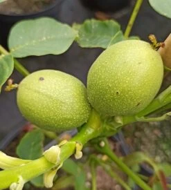 Zwerg-Walnuss Juglans Regia Var. Fertilis -Frucht Wald Geschaft Zwergwalnuss3